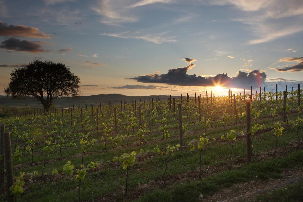 Agriturismo Poggio Al Sasso Blera Zewnętrze zdjęcie